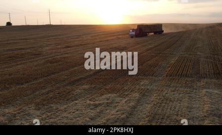 Transport de botte de foin du champ après récolte par camion pendant l'aube du coucher du soleil. Soleil éclatant à l'horizon. Un camion chargé de haystacks traverse le champ et transporte le foin. Lever du soleil Banque D'Images