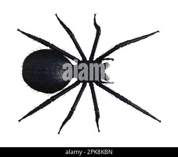 illustration 3d d'une vue en hauteur d'une grande araignée noire en forme de cheveux, isolée sur un fond blanc. Banque D'Images