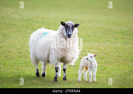 Moutons dans le comté d'Antrim, Irlande du Nord. Brebis avec agneau Banque D'Images