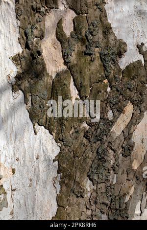 Détail de l'écorce de l'arbre de Sycamore de l'est. Banque D'Images