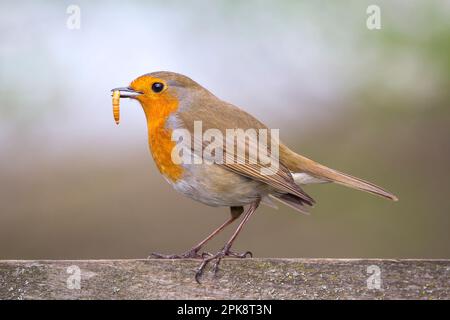 Gros plan détaillé d'un oiseau sauvage du Royaume-Uni (erithacus rubecula) isolé à l'extérieur dans un habitat naturel de jardin, se nourrissant avec le ver méalgrub dans le bec. Banque D'Images