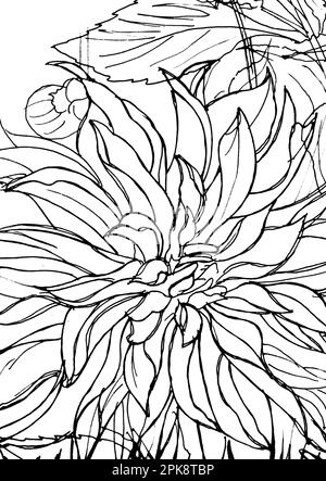 Croquis noir et blanc de dahlias en pleine floraison. Banque D'Images