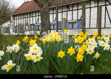 Maison traditionnelle à pans de bois de la région d'Artois avec jonquilles en premier plan Banque D'Images