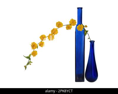 Kerria japonica avec des fleurs jaunes à côté des bouteilles bleues. Encore la vie. Banque D'Images
