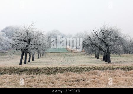 Vieux verger de pomme recouvert de neige en hiver avec des corneilles sur les prairies en dessous Banque D'Images