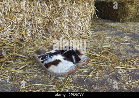 Chaussures de fourrure de vache en bois uniques d'un agriculteur allemand sur un sol recouvert de paille Banque D'Images