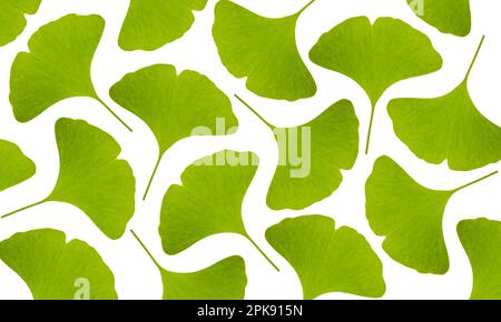 Feuilles de ginkgo vertes sur fond blanc Banque D'Images