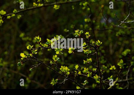 Jeune arbre au printemps avec ses premières feuilles vertes Banque D'Images