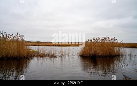 Champs de Reed dans une réserve naturelle près de Roden à Drenthe, pays-Bas Banque D'Images