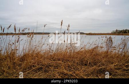 Champs de Reed dans une réserve naturelle près de Roden à Drenthe, pays-Bas Banque D'Images