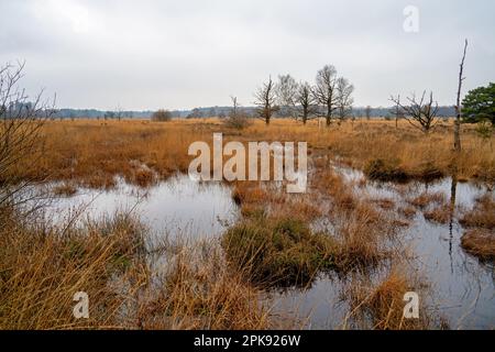 Champs de Reed dans une réserve naturelle près de Roden à Drenthe, pays-Bas Banque D'Images