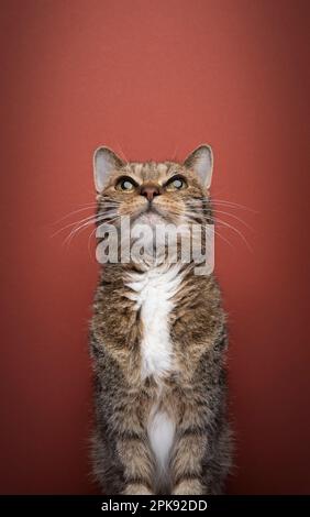 Vieux chat tabby, regardant l'espace de copie curieusement. Portrait sur fond rouge avec espace de copie Banque D'Images