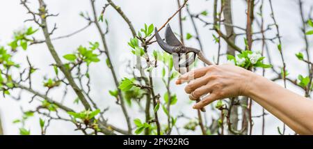 Élaguer un pommier au printemps Banque D'Images