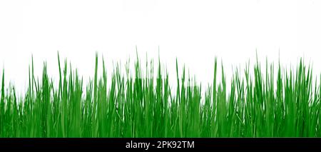 L'herbe verte isolée sur fond blanc Banque D'Images