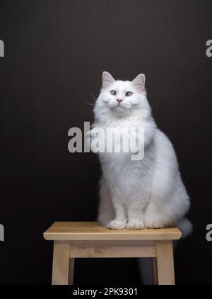 chat ragdoll blanc moelleux assis sur un tabouret en bois. portrait sur fond marron avec espace de copie Banque D'Images