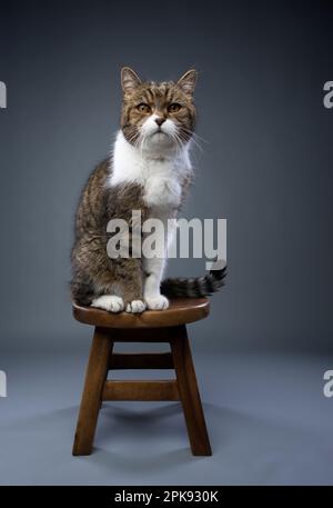 tabby blanc british shorthair chat assis sur tabouret en bois sur fond gris studio regardant la caméra Banque D'Images