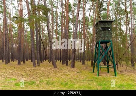Peuplement haut recouvert de vert et camouflé pour les chasseurs dans une forêt de pins Banque D'Images