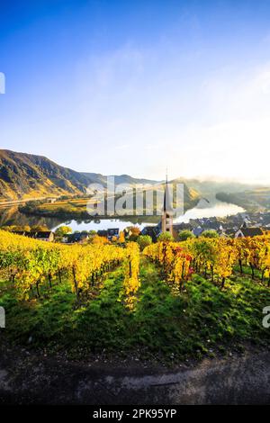 Magnifique lever de soleil sur la boucle de la Moselle près de Bremm. Photo d'automne des vignobles jaunes, belle lumière le matin. Banque D'Images