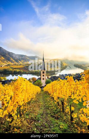 Magnifique lever de soleil sur la boucle de la Moselle près de Bremm. Photo d'automne des vignobles jaunes, belle lumière le matin. Banque D'Images