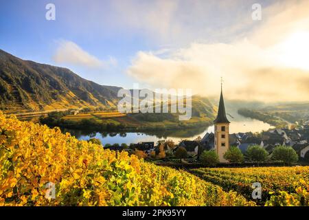 Magnifique lever de soleil sur la boucle de la Moselle près de Bremm. Photo d'automne des vignobles jaunes, belle lumière le matin. Banque D'Images