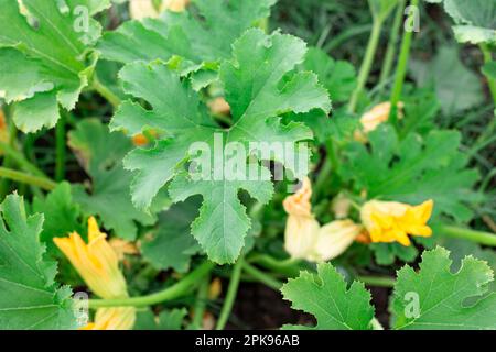 Les feuilles vertes et les fleurs jaunes de la courgette plantent dans le potager. Culture de légumes en été. Banque D'Images