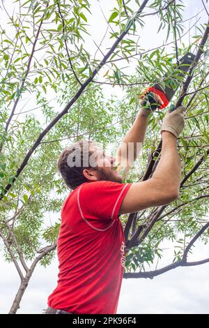 Un homme scie une branche d'un arbre dans le jardin avec une scie. Formation de la couronne d'arbres ornementaux. Banque D'Images