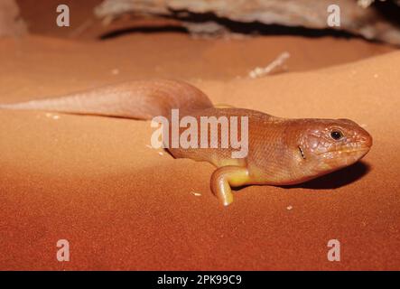 La plieuse de Pilbara (Egernia pilbarensis) est une espèce de grosse scinque, un lézard de la famille des Scrocknae. Banque D'Images