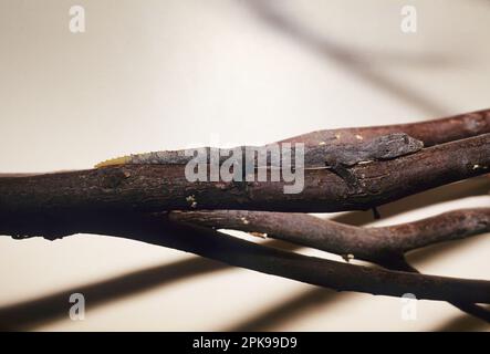 Le Gecko à queue épineuse (Strophurus ciliaris) est une espèce de lézard de la famille des Diplodactylidae. L'espèce est endémique à l'Australie. Banque D'Images