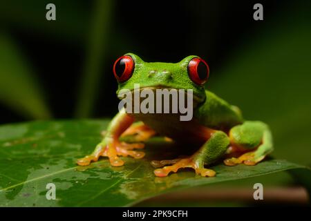 Une grenouille feuille à yeux rouges (Agalychnis callidryas) de Veracruz, Mexique. Banque D'Images