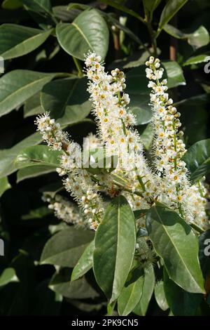 Italie, Lombardie, fleurs de la cerise Laurel, Prunus laurocerasus Banque D'Images