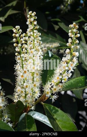 Italie, Lombardie, fleurs de la cerise Laurel, Prunus laurocerasus Banque D'Images