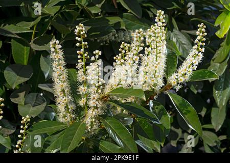 Italie, Lombardie, fleurs de la cerise Laurel, Prunus laurocerasus Banque D'Images