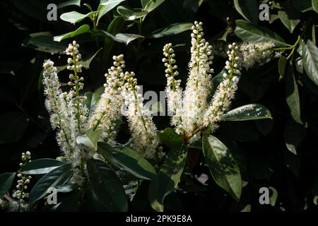 Italie, Lombardie, fleurs de la cerise Laurel, Prunus laurocerasus Banque D'Images