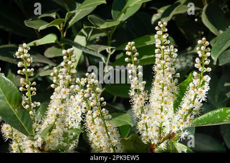 Italie, Lombardie, fleurs de la cerise Laurel, Prunus laurocerasus Banque D'Images