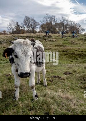 Motards de montagne sur le sentier près du Rainkopf, sur le pâturage les vaches noires et blanches typiques des Vosges Banque D'Images