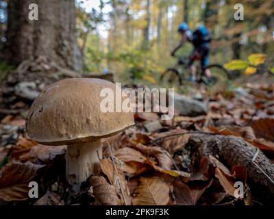 Boletus dans la forêt de montagne près de Mittlach, motard de montagne en arrière-plan, montagnes des Hautes Vosges Banque D'Images