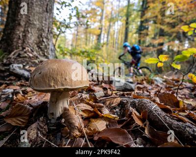 Boletus dans la forêt de montagne près de Mittlach, motard de montagne en arrière-plan, montagnes des Hautes Vosges Banque D'Images