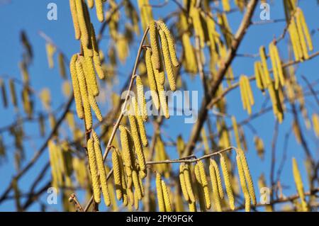 Le noisette commun (Corylus avellana) au printemps fleurit dans la forêt Banque D'Images