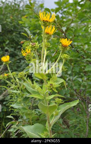 La plante médicinale précieuse inula helenium pousse dans la nature Banque D'Images