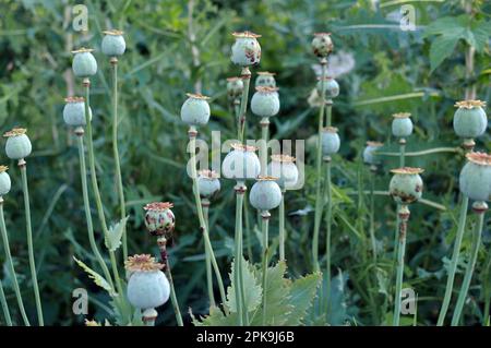 Le pavot à tête verte pousse dans le jardin. Banque D'Images