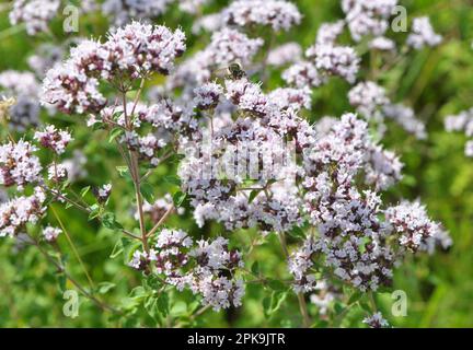 Dans la nature dans l'été florissant origan (Origanum vulgare) Banque D'Images