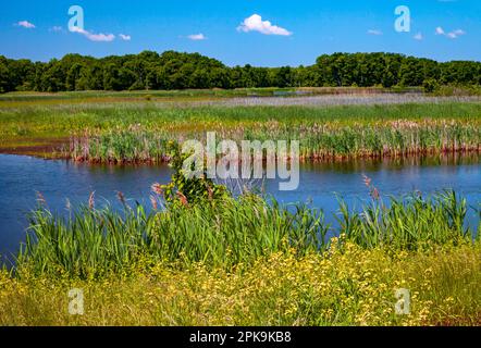 Un marais d'eau douce à la réserve naturelle nationale de Bombay Hook, Delaware Banque D'Images