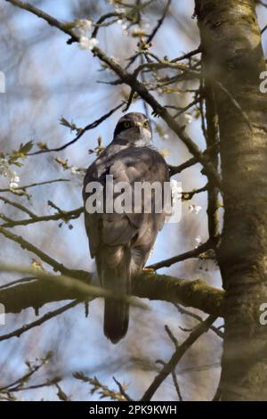 dans le jeu de la lumière et de l'ombre... Le palomon du Nord ( Accipiter gentilis ) est bien camouflé dans le cerisier fleuri Banque D'Images