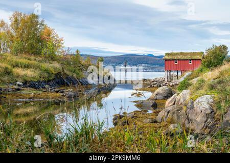 Norvège, côte Atlantique à Kystriksveien, route côtière Fv17, cabane typique avec toit en herbe Banque D'Images