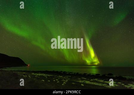 Norvège, Lofoten, Vestvagoya, Eggum, aurora au-dessus de l'Atlantique, côte, moutons Banque D'Images