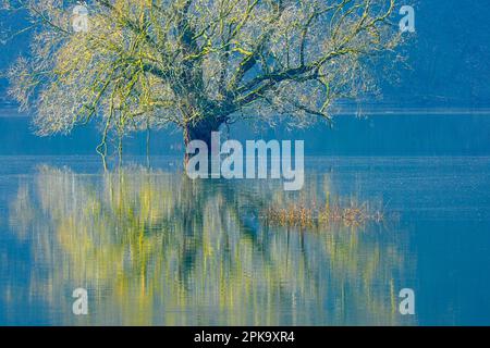 Europe, Allemagne, Hesse, Waldecker Land, parc national de Kellerwald-Edersee, saule dans l'eau du lac Eder Banque D'Images