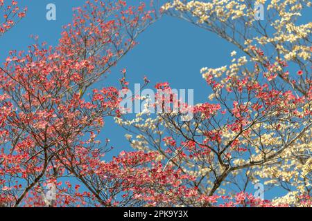 Photo horizontale de Dogwoods rose et blanc contre un ciel bleu clair de Springtime. Banque D'Images