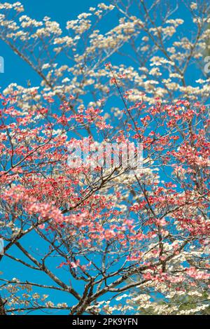 Photo verticale de Dogwoods rose et blanc entrelacés contre un ciel bleu clair de Springtime. Banque D'Images