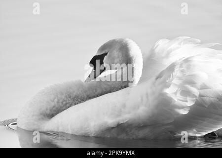 Europe, Allemagne, Hesse, Kurhessen-Waldeck, Parc National de Kellerwald-Edersee, Mute Swan (Cygnus olor) Banque D'Images