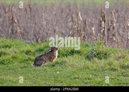 Brown Hare à Norfolk, Royaume-Uni Banque D'Images